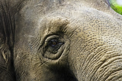hunter sues travel company after failing to find elephant