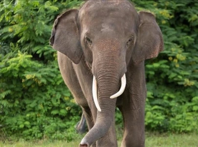 elephant rampage injures 13 at sri lankan religious event elephant rampage injures 13 at sri lankan religious event