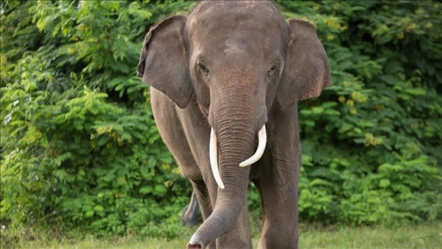elephant rampages during religious festivals are not uncommon in the sri lanka photo anadolu agency elephant rampages during religious festivals are not uncommon in the sri lanka photo anadolu agency