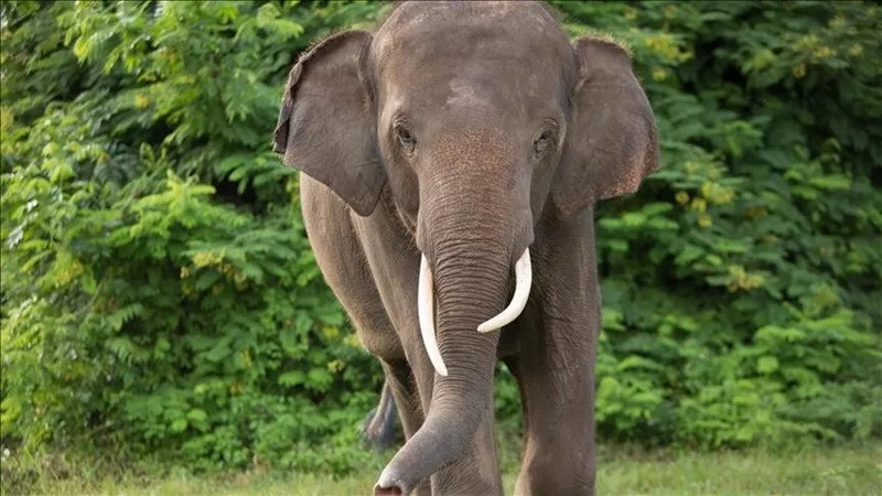 elephant rampages during religious festivals are not uncommon in the sri lanka photo anadolu agency elephant rampages during religious festivals are not uncommon in the sri lanka photo anadolu agency