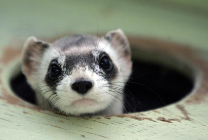 elizabeth ann the first cloned ferret spurs hope for endangered us species
