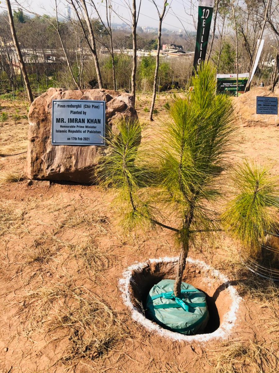 prime minister imran khan at the spring tree plantation campaign 2021 inauguration photo twitter pm office