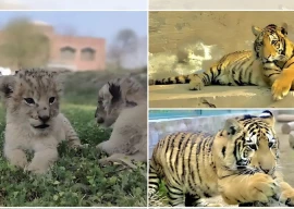 lahore zoo welcomes seven new lion cubs
