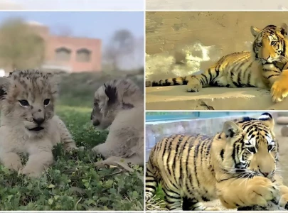 lahore zoo welcomes seven new lion cubs