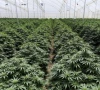 illegal cannabis farming thrives in india s odisha report