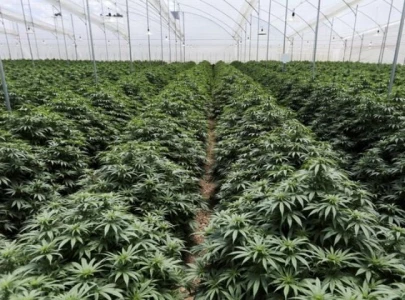illegal cannabis farming thrives in india s odisha report