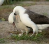 world s oldest wild bird lays egg at age 74