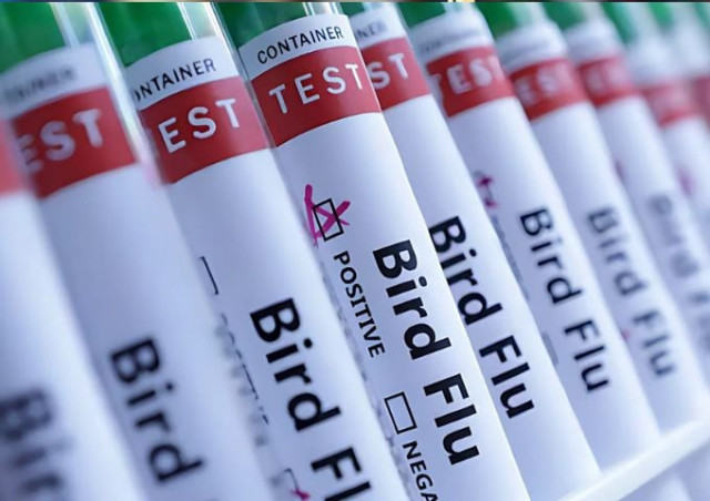 canada reports its first suspected human case of h5 bird flu