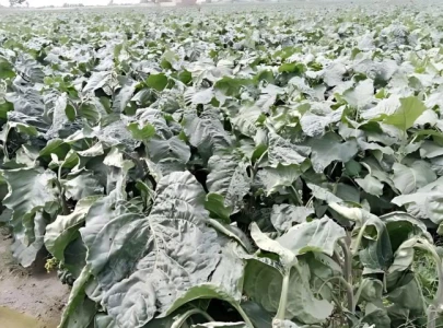 20 5 million export order lost because of red tape