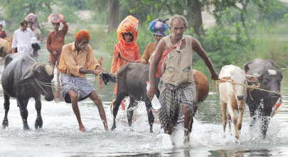 fao fears millions of animals may perish fao fears millions of animals may perish