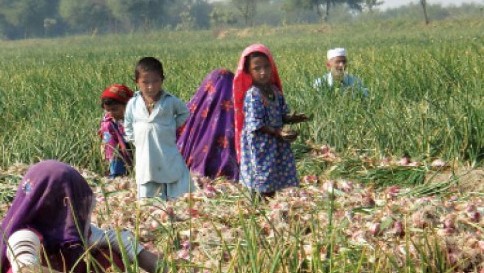 group of farmers takes on old organic fertiliser