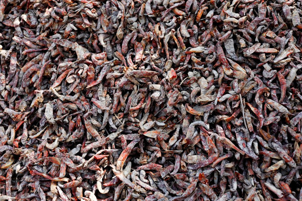 Red chili peppers are seen after being submerged in rain waters during monsoon season in Kunri, Umerkot, Pakistan, October 15, 2022. Devastating floods across Pakistan in August and September after several years of high temperatures, have left chilli farmers struggling in a country heavily dependent on agriculture, where officials have estimated $40 billion of flood damages. 
