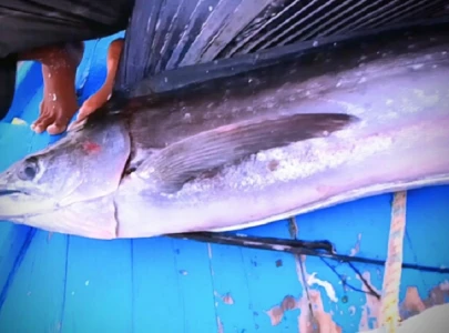 brutal fishing practices imperil aquatic life