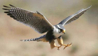 lahore zoo celebrates world falconry day lahore zoo celebrates world falconry day