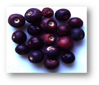 all about falsa all about falsa