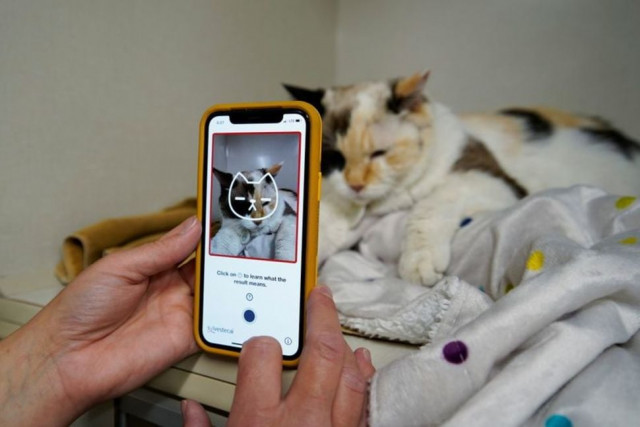 new app called tably tells you if your cat is happy new app called tably tells you if your cat is happy