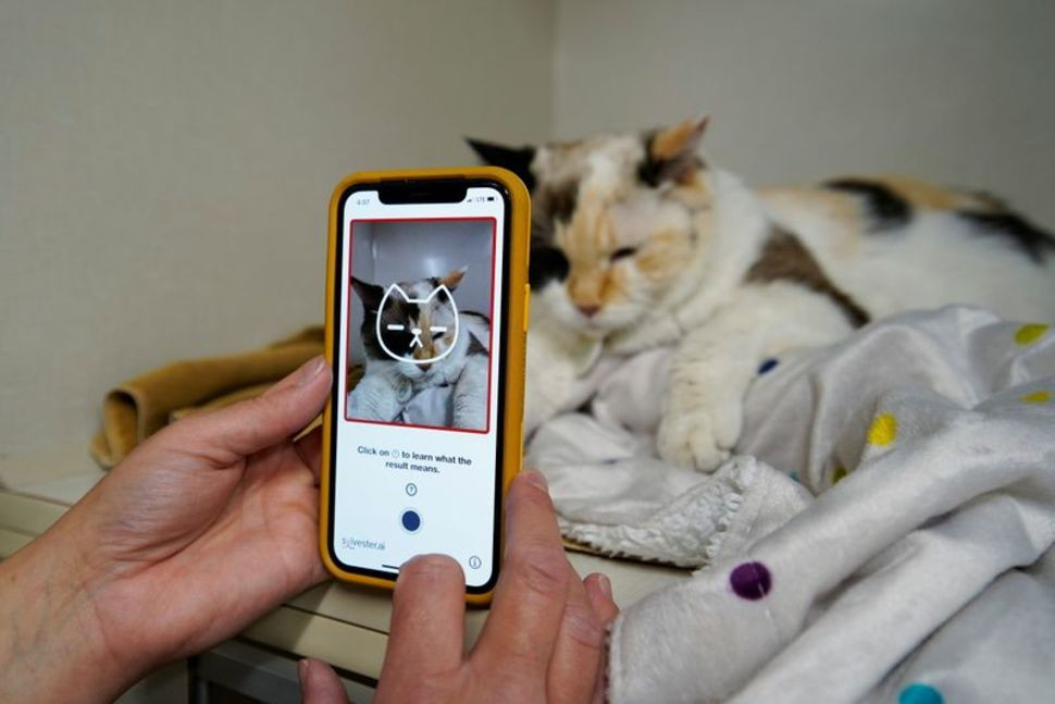 Photo of This app will tell you if your cat is happy