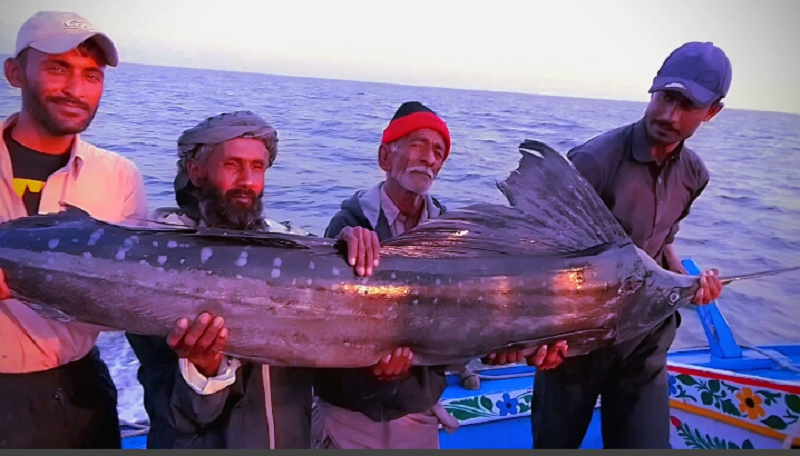 Fishermen catch and release 12ft sailfish