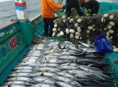 switch in fishing methods saves thousands of dolphins switch in fishing methods saves thousands of dolphins
