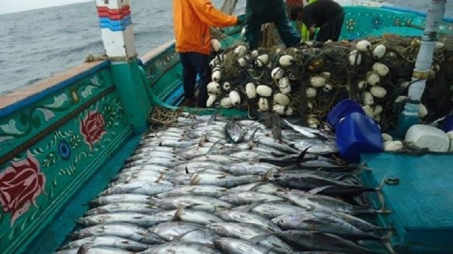 the subsurface net has also substantially increased the catch of target species photo anadolu agency the subsurface net has also substantially increased the catch of target species photo anadolu agency