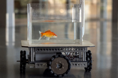 like a fish out of water israeli team trains goldfish to drive like a fish out of water israeli team trains goldfish to drive