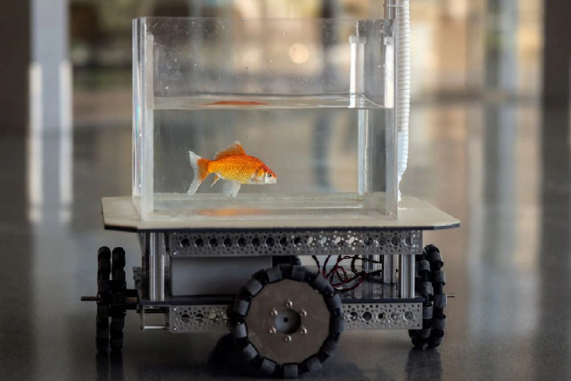 like a fish out of water israeli team trains goldfish to drive like a fish out of water israeli team trains goldfish to drive