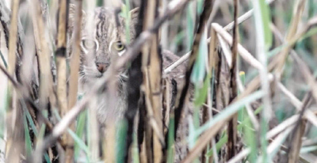 a fishing cat photographed near the haleji wildlife sanctuary larger in size than the average cat fishing cats are active swimmers and clever felines and are a rare sight in the wild due to their secretive and shy nature photo courtesy jaffar hussain a fishing cat photographed near the haleji wildlife sanctuary larger in size than the average cat fishing cats are active swimmers and clever felines and are a rare sight in the wild due to their secretive and shy nature photo courtesy jaffar hussain