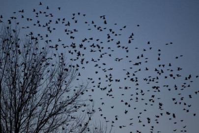 birds are laying eggs earlier as climate change shifts springs birds are laying eggs earlier as climate change shifts springs