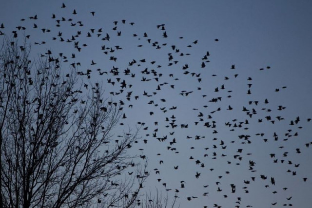 a flock of blackbirds search for trees to perch on in the town on hopkinsville kentucky february 16 2013 reuters a flock of blackbirds search for trees to perch on in the town on hopkinsville kentucky february 16 2013 reuters