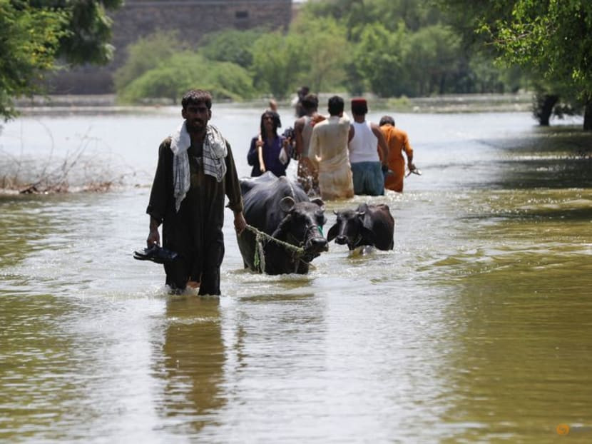 a man pulls his animals while others go to salvage their belongings amid rising flood water following rains and floods during the monsoon season on the outskirts of bhan syedabad near sehwan in jamshoro district on september 8 2022 photo reuters