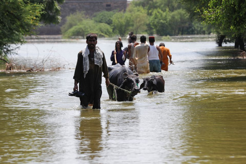 a man pulls his animals while others go to salvage their belongings amid rising flood water following rains and floods during the monsoon season on the outskirts of bhan syedabad pakistan september 8 2022 photo reuters