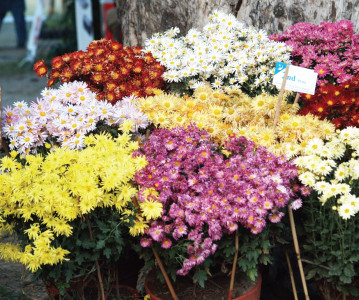 gardening can keep youth out of trouble gardening can keep youth out of trouble