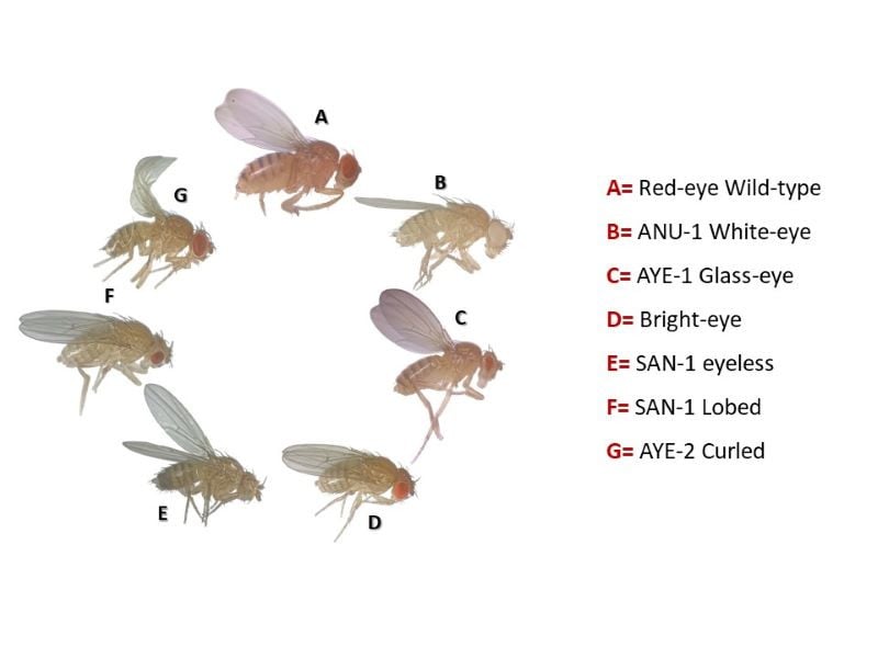 From white eyes to curly wings, the variants developed at the ‘Fly research lab and stock center’ in college of biotechnology at the Dow University of Health Sciences (DUHS). PHOTO: DUHS college of biotechnology