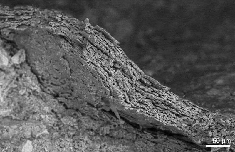 Fossilized skin of the dog-sized Cretaceous Period dinosaur Psittacosaurus from China is shown under an electron microscope, revealing mineralized cell layers. PHOTO: REUTERS