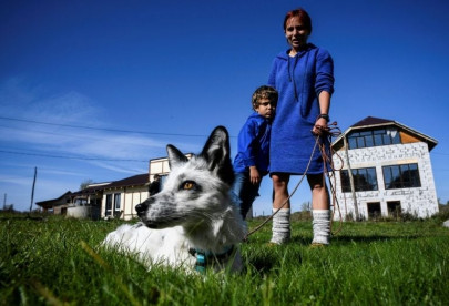 siberian scientists breeding foxes for pets eye human link siberian scientists breeding foxes for pets eye human link