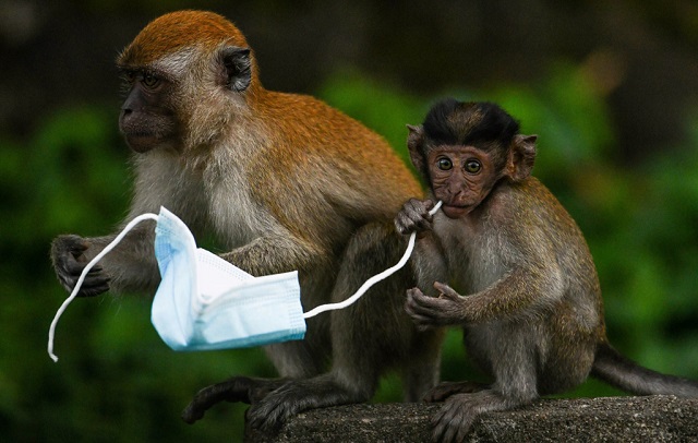 face masks are proving a deadly hazard for wildlife   a chocking hazard for diminutive macaque monkeys for example photo afp