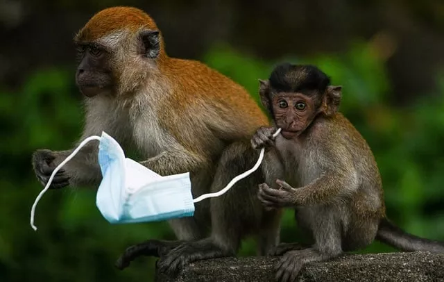from macaques to crabs wildlife faces threat from face masks from macaques to crabs wildlife faces threat from face masks