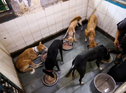 k p expands stray dog neutering programme