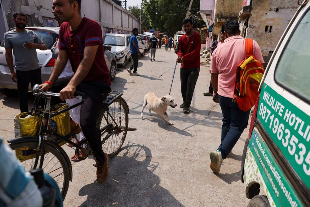 A Municipal Corporation of Delhi (MCD) official catches a stray dog using a rod with a loop in New Delhi, September 5. PHOTO: REUTERS