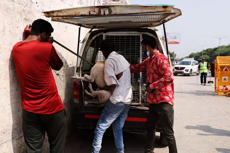 after slums and monkeys delhi removes stray dogs from streets as g20 nears after slums and monkeys delhi removes stray dogs from streets as g20 nears