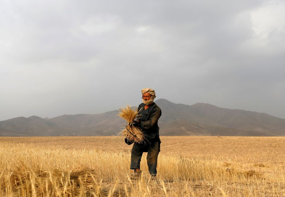 an elderly afghan man harvests wheat on the outskirts of kabul afghanistan july 13 2021 photo reuters
