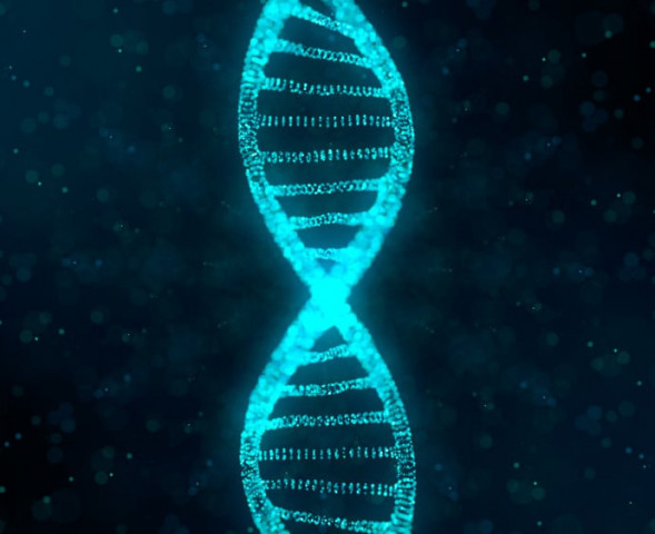 gene dna gene dna