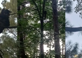 the gliders of ghorra gali