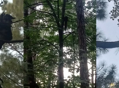 the gliders of ghorra gali