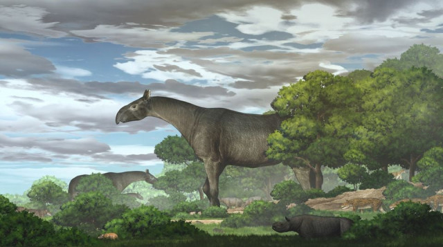 paraceratherium linxiaense giant rhinos in the linxia basin during the oligocene are seen in this handout rendering provided by the institute of vertebrate paleontology and paleoanthropology ivpp of the chinese academy of sciences june 18 2021 chen yu institute of vertebrate paleontology and paleoanthropology photo reuters paraceratherium linxiaense giant rhinos in the linxia basin during the oligocene are seen in this handout rendering provided by the institute of vertebrate paleontology and paleoanthropology ivpp of the chinese academy of sciences june 18 2021 chen yu institute of vertebrate paleontology and paleoanthropology photo reuters