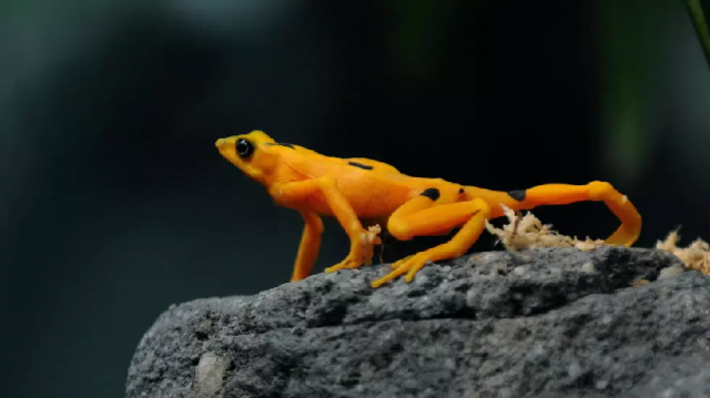 a panamanian golden frog is pictured at el nispero zoo and botanical garden east of panama city in 2009 photo afp a panamanian golden frog is pictured at el nispero zoo and botanical garden east of panama city in 2009 photo afp