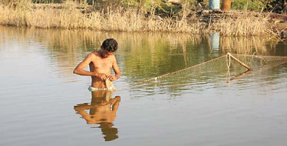 got no rice eat fish got no rice eat fish