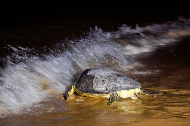 Marine turtles have covered vast distances across the world's oceans for more than 100 million years but human activity has tipped the scales against the survival of these ancient creatures, the World Wildlife Fund says. PHOTO: AFP
