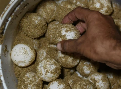 25 000 turtle eggs secured in one month