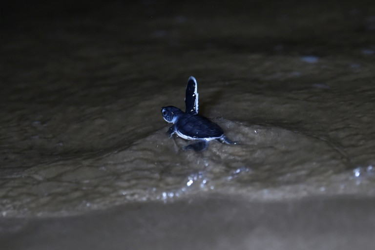 Data on the number of green turtles is not available in Pakistan but, for the past few years, the number of hatchlings has increased. PHOTO: AFP